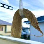 【画像】快晴続きの2025-2026年末年始！　キャンプで学んだ「徳利結び」で大根干して沢庵を作りました 〜 画像1