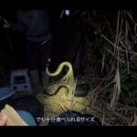 【画像】「ウナギ釣りはキャンプだ」たつお旅が深夜の川で特大天然ウナギに挑む！外道に苦戦も……完成した“究極の鰻丼”が圧巻 〜 画像1