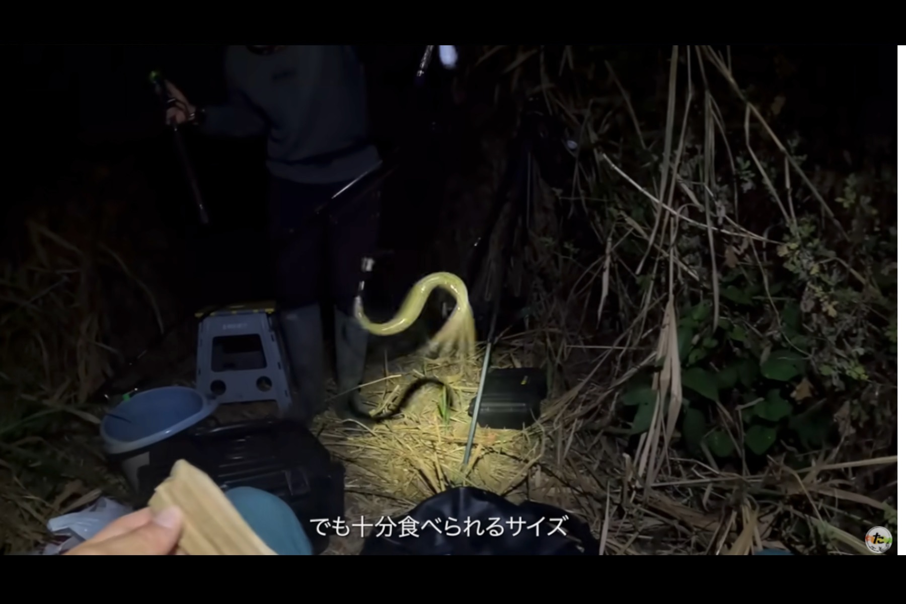 YouTubeチャンネル『たつお旅 Tatsuo Tabi』 深夜に特大鰻を狙う