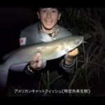 【画像】「ウナギ釣りはキャンプだ」たつお旅が深夜の川で特大天然ウナギに挑む！外道に苦戦も……完成した“究極の鰻丼”が圧巻 〜 画像1