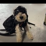 【画像】【バイク×愛犬】ゴーグル姿で風を切る姿に釘付け！兵庫・丹波『グランドロックキャッスル』で楽しむ特別な休日が羨ましい 〜 画像1