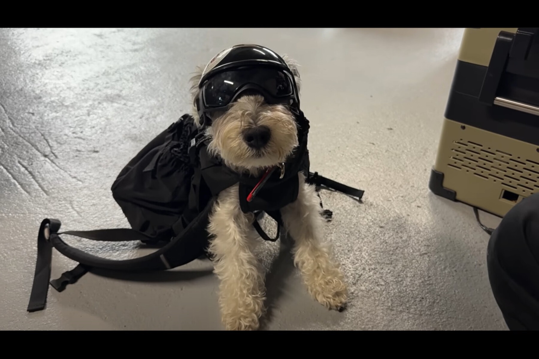 YouTubeチャンネル『しゅあタビ Schatabi』の愛犬、ミニチュアシュナウザーのしゅあくん。犬用ゴーグルを装着