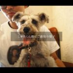 【画像】【バイク×愛犬】ゴーグル姿で風を切る姿に釘付け！兵庫・丹波『グランドロックキャッスル』で楽しむ特別な休日が羨ましい 〜 画像1