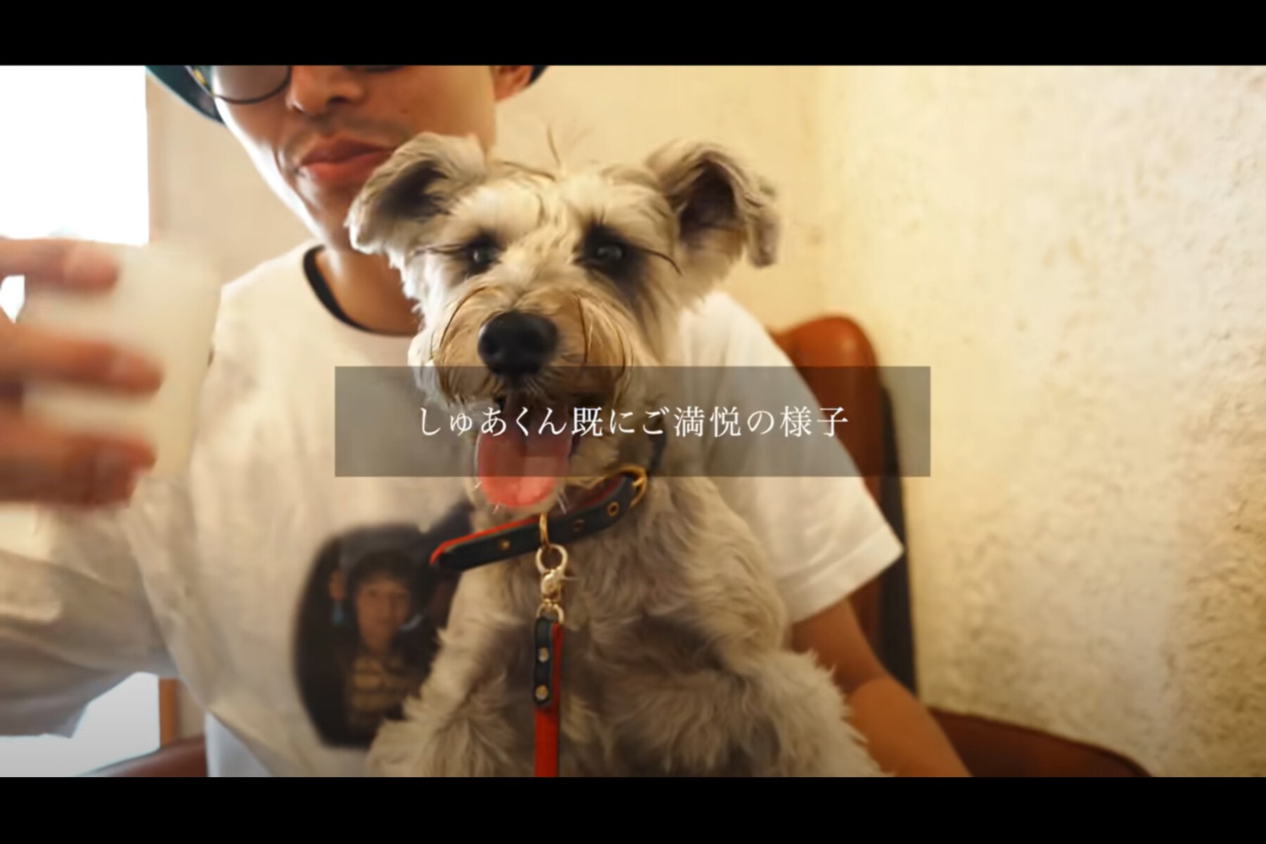 YouTubeチャンネル『しゅあタビ Schatabi』の愛犬「しゅあ」
