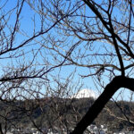 【画像】鎌倉・八雲神社から祇園山へ、標高60mのミニハイクで富士山を拝む 〜 画像1