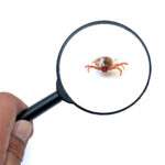 【画像】その寝袋、実はダニだらけかも？　春キャンプを快適に過ごせる「鉄壁の対策術」とは 〜 画像1