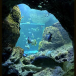 【画像】「相模湾は巨大な穴!?」　ルノー限定車で巡る「深海の謎」絶景と旬を味わう休日 〜 画像1