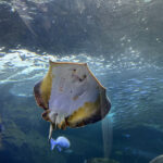 【画像】「相模湾は巨大な穴!?」　ルノー限定車で巡る「深海の謎」絶景と旬を味わう休日 〜 画像1