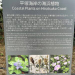 【画像】「相模湾は巨大な穴!?」　ルノー限定車で巡る「深海の謎」絶景と旬を味わう休日 〜 画像1