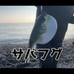 【画像】信じられない…サーフで40センチ超の巨大アジが！静岡・駿河湾で起きた「お祭り」の全貌 〜 画像1