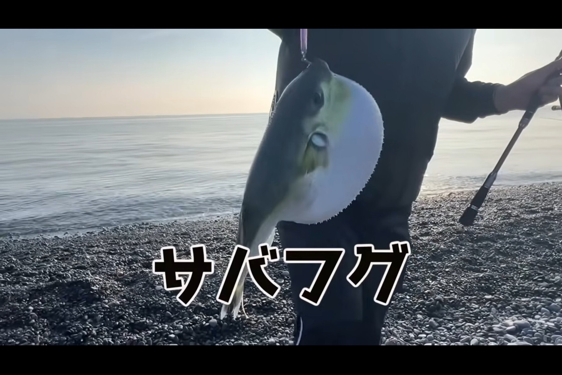 駿河湾で釣り上げたサバフグ