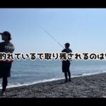 【画像】信じられない…サーフで40センチ超の巨大アジが！静岡・駿河湾で起きた「お祭り」の全貌 〜 画像1