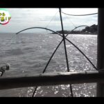 【画像】釣りよか・家族でも楽しめる有明海の伝統漁法「棚じぶ」でエビ一網打尽！ 〜 画像1