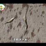 【画像】釣りよか・家族でも楽しめる有明海の伝統漁法「棚じぶ」でエビ一網打尽！ 〜 画像1