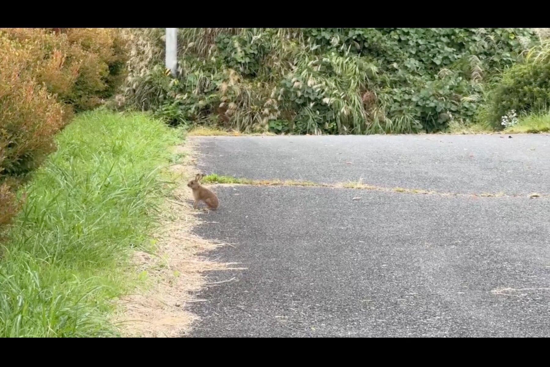 美しい山の中に現れた野ウサギ