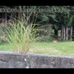 【画像】「停めた場所が秘密基地」自作キャンピングカーで富士山へ！湧水で炊く絶品カレー旅 〜 画像1