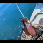 【画像】「片手で持てる？」19kgの免許不要2馬力SUPが機動力抜群！能登でアオリイカを追う車中泊DIY旅 〜 画像1