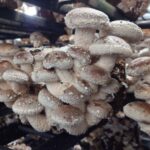 【画像】週末は駅徒歩10分で「しいたけ狩り」へ！常に22度で雨も猛暑も快適な屋内レジャー 〜 画像1