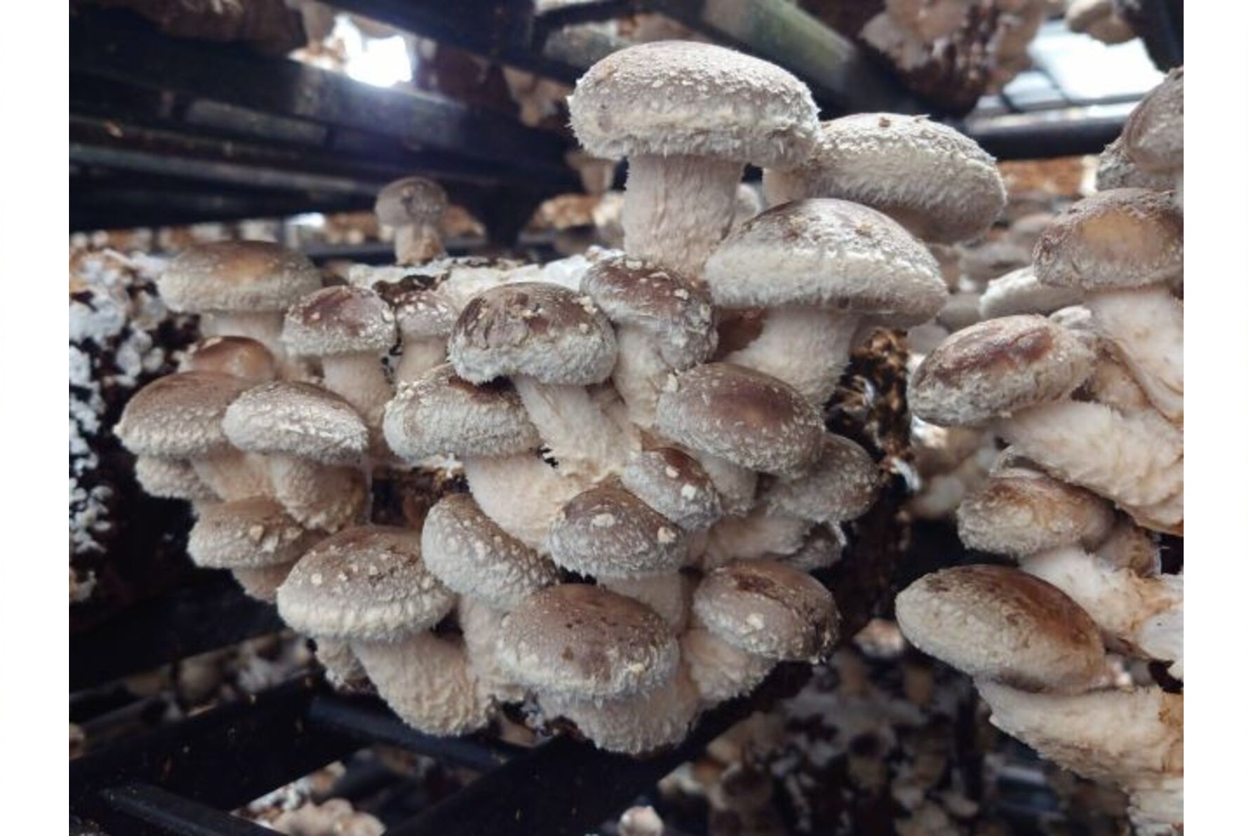アスタネ中浦和で栽培されている肉厚のしいたけ