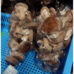 【画像】週末は駅徒歩10分で「しいたけ狩り」へ！常に22度で雨も猛暑も快適な屋内レジャー 〜 画像1