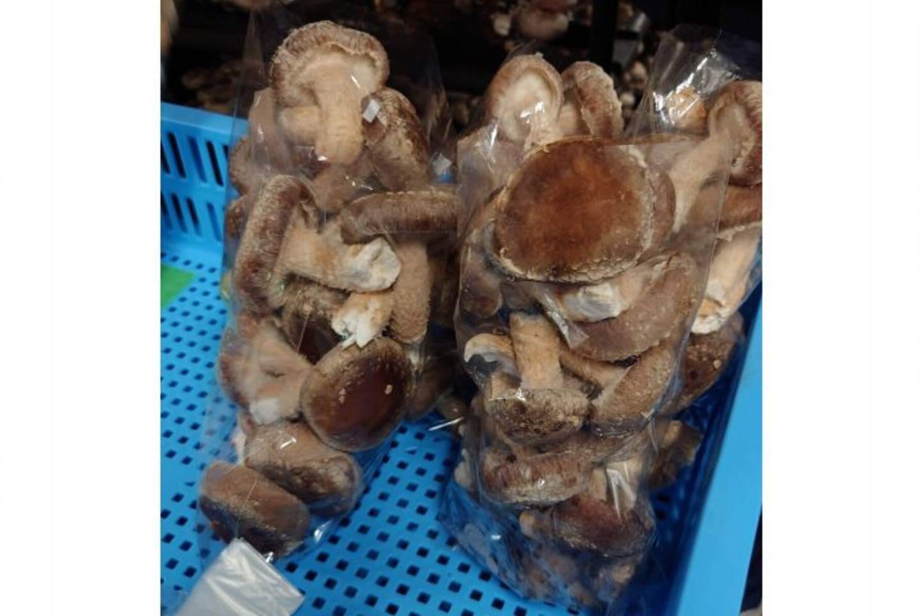 アスタネ中浦和のしいたけ狩りは、1袋につき平日700円、土日祝800円で袋がいっぱいになるまで収穫することができます