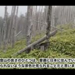 【画像】日本一名前が長い山に挑む！かほなん親子の甲州アルプス9時間縦走と幻想的な白霧の絶景 〜 画像1