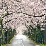 【画像】「雨の日こそ狙い目」！　伊豆高原「桜のトンネル」をクルマで独り占めする方法 〜 画像1