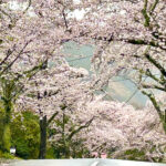 【画像】「雨の日こそ狙い目」！　伊豆高原「桜のトンネル」をクルマで独り占めする方法 〜 画像1