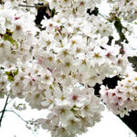 【画像】「雨の日こそ狙い目」！　伊豆高原「桜のトンネル」をクルマで独り占めする方法 〜 画像1