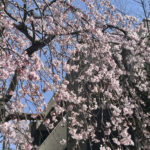 【画像】「気づけば葉桜になっていた……」　ご近所で見つける「借桜」という春の楽しみ 〜 画像1