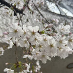 【画像】「気づけば葉桜になっていた……」　ご近所で見つける「借桜」という春の楽しみ 〜 画像1