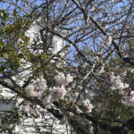 【画像】「気づけば葉桜になっていた……」　ご近所で見つける「借桜」という春の楽しみ 〜 画像1