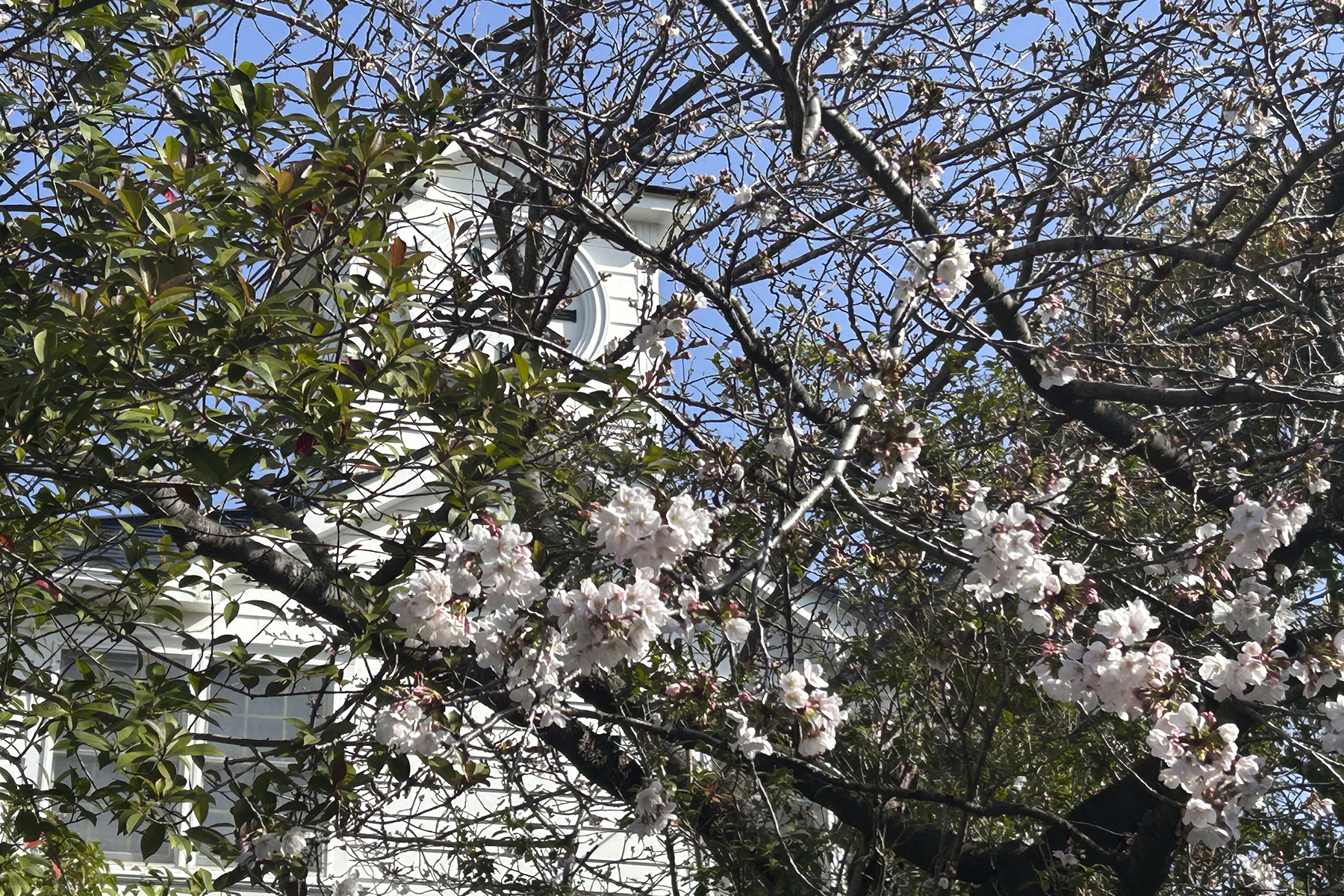 桜の木