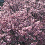 【画像】「気づけば葉桜になっていた……」　ご近所で見つける「借桜」という春の楽しみ 〜 画像1