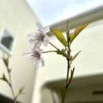 【画像】「気づけば葉桜になっていた……」　ご近所で見つける「借桜」という春の楽しみ 〜 画像1