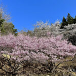 【画像】登山中に出会った「標高851mの秘境桜」！　山梨・西桂町の「タカトオコヒガンザクラ」が見事すぎた 〜 画像1