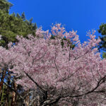 【画像】登山中に出会った「標高851mの秘境桜」！　山梨・西桂町の「タカトオコヒガンザクラ」が見事すぎた 〜 画像1