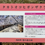 【画像】登山中に出会った「標高851mの秘境桜」！　山梨・西桂町の「タカトオコヒガンザクラ」が見事すぎた 〜 画像1