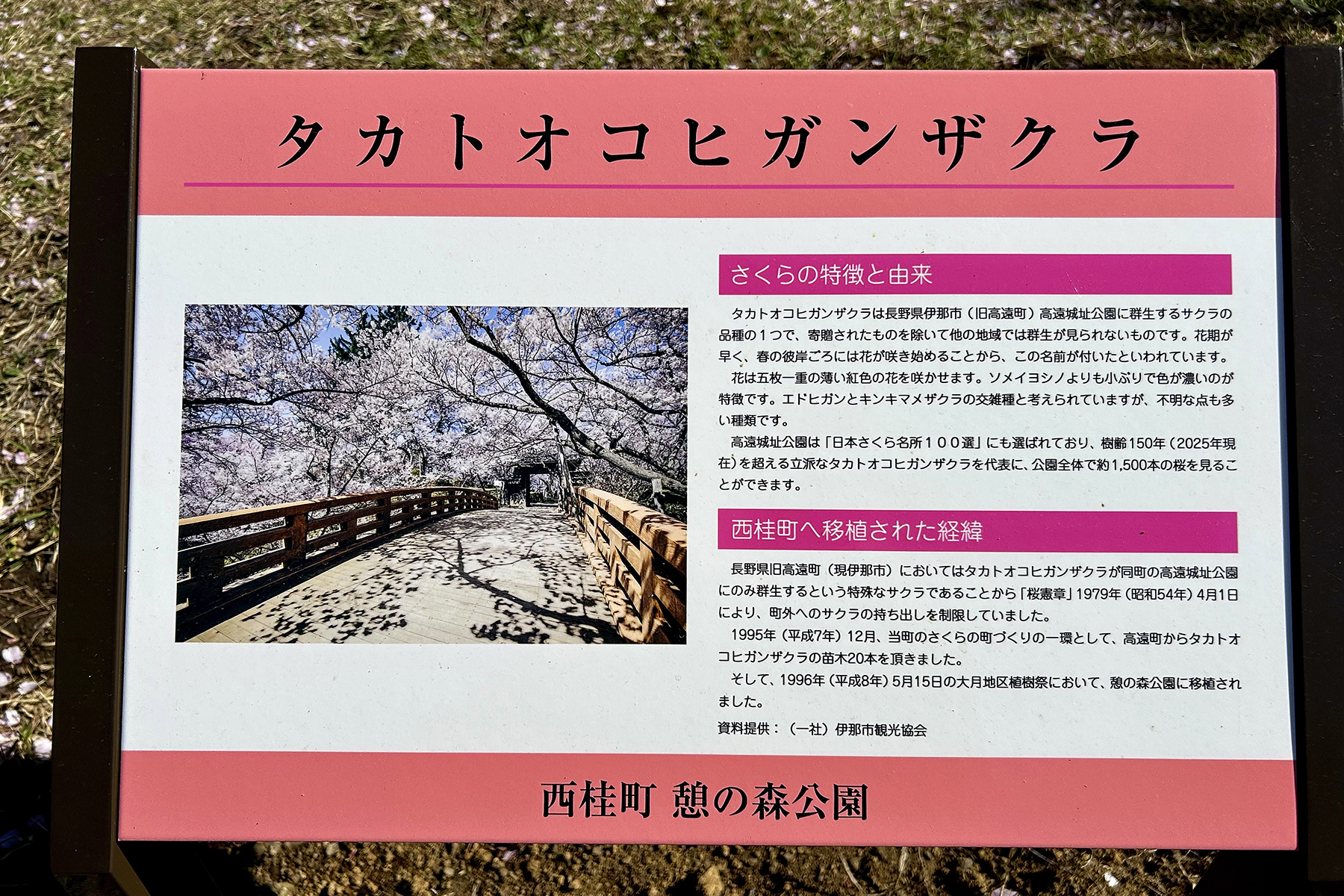 西桂町 憩の森公園に展示されているタカトオコヒガンザクラの解説パネル