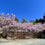 【画像】登山中に出会った「標高851mの秘境桜」！　山梨・西桂町の「タカトオコヒガンザクラ」が見事すぎた 〜 画像1