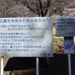 【画像】登山中に出会った「標高851mの秘境桜」！　山梨・西桂町の「タカトオコヒガンザクラ」が見事すぎた 〜 画像1