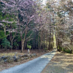 【画像】登山中に出会った「標高851mの秘境桜」！　山梨・西桂町の「タカトオコヒガンザクラ」が見事すぎた 〜 画像1