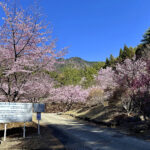 【画像】登山中に出会った「標高851mの秘境桜」！　山梨・西桂町の「タカトオコヒガンザクラ」が見事すぎた 〜 画像1