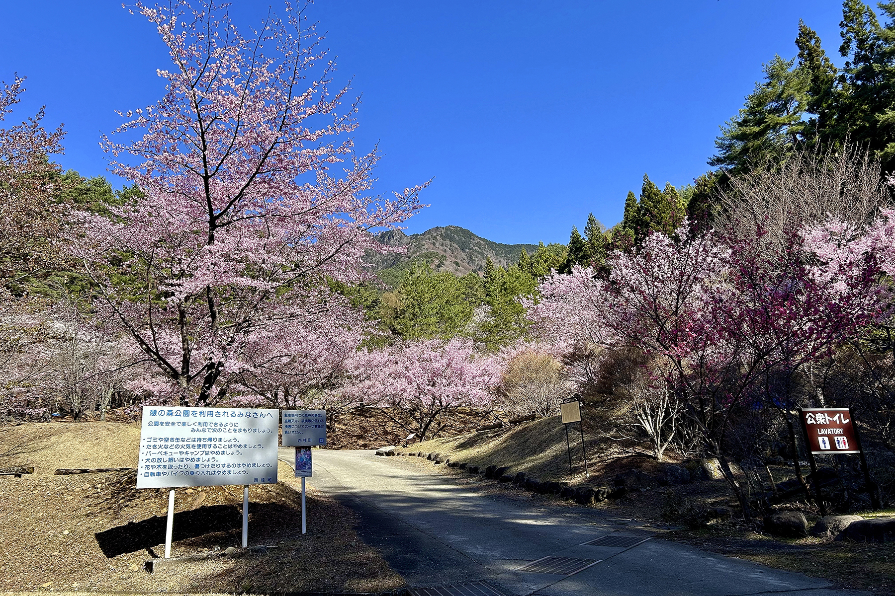 憩いの森公園に咲く桜