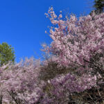 【画像】登山中に出会った「標高851mの秘境桜」！　山梨・西桂町の「タカトオコヒガンザクラ」が見事すぎた 〜 画像1