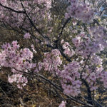 【画像】登山中に出会った「標高851mの秘境桜」！　山梨・西桂町の「タカトオコヒガンザクラ」が見事すぎた 〜 画像1