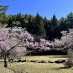 【画像】登山中に出会った「標高851mの秘境桜」！　山梨・西桂町の「タカトオコヒガンザクラ」が見事すぎた 〜 画像1