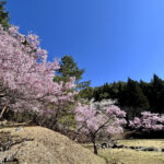 【画像】登山中に出会った「標高851mの秘境桜」！　山梨・西桂町の「タカトオコヒガンザクラ」が見事すぎた 〜 画像1