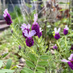 【画像】何度も枯らした庭に春到来！　多年草を越冬させる「切り戻し」のコツとは【ラベンダー・金魚草・カーネーション】 〜 画像1