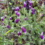 【画像】何度も枯らした庭に春到来！　多年草を越冬させる「切り戻し」のコツとは【ラベンダー・金魚草・カーネーション】 〜 画像1